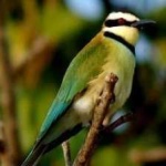 image of white_throated_bee_eater #20