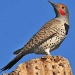 image of bird