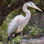 image of blue_heron #11