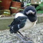 image of bird