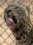 image of leopard