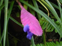 image of flower