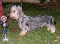 image of dandie_dinmont