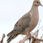 image of bird