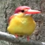 image of bird