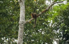 image of titi