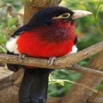 image of bearded_barbet #1