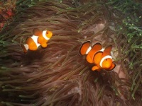 image of anemone_fish