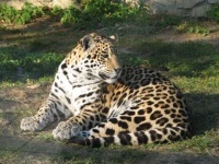 image of jaguar_car