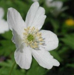 image of flower