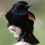 image of bird