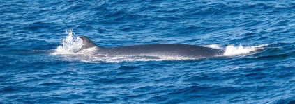 image of animal