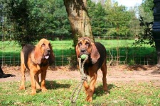 image of bloodhound