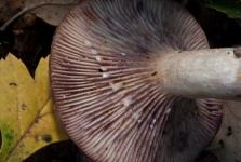 image of mushrooms