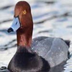 image of bird