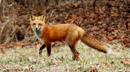 image of red_fox