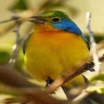 image of bird