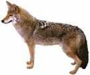 image of coyote