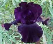 image of flower