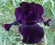 image of bearded_iris #6