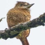 image of bird