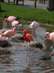image of flamingo