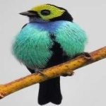 image of bird
