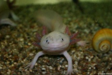 image of axolotl
