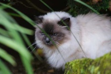 image of birman #31