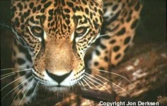 image of jaguar_car