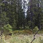 image of forest