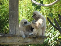 image of gibbon