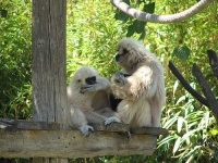 image of gibbon #1