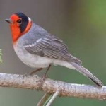 image of bird
