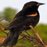 image of bird