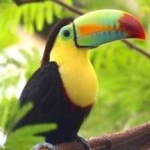 image of bird