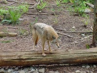 image of coyote