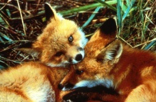 image of red_fox