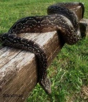image of boa_constrictor