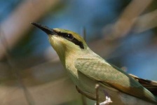 image of bee_eater #1