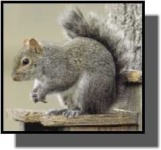image of fox_squirrel