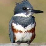 image of bird