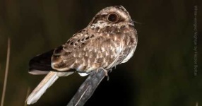image of nightjar