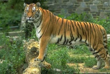 image of tiger