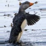 image of bird