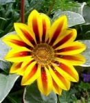 image of flower