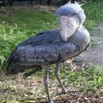 image of bird