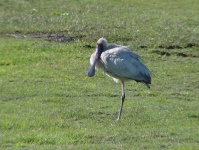 image of spoonbill