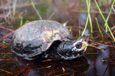 image of mud_turtle