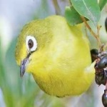 image of bird